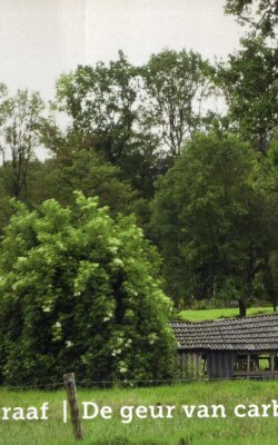 De geur van Carbolineum