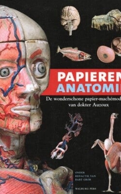 Papieren anatomie