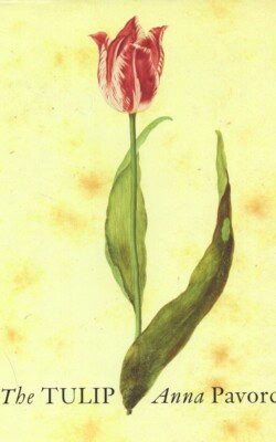 The Tulip